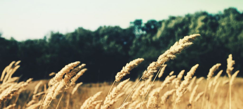 Lorem ipsum dolor sit amet, consectetur adipisicing elit, sed do eiusmod tempor incididunt ut labore et dolore magna aliqua. Enim ad minim veniam, quis ut aliquip ex ea commodo consequat. Lorem ipsum dolor sit amet, consectetur adipisicing elit, sed do eiusmod tempor incididunt ut labore et dolore magna aliqua. Enim ad minim veniam, quis ut aliquip ex ea commodo consequat.